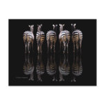 Zebra Reflections Post Card