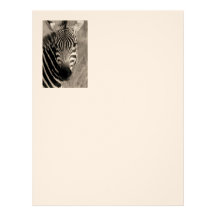 Zebra Safari Cute African Classy Stripes Personalized Letterhead