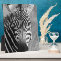 Zebra Safari Cute African Classy Stripes Photo Plaque