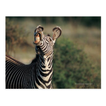 Zebra showing teeth (Equus burchelli) Postcard