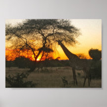Zebra Silhouetting African Sunset Print