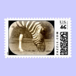 Zebra stamp stamps