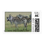 Zebra Stamps