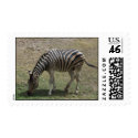 Zebra Stamps by PhotoPixie Zebra Stamps