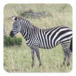 zebra stand square sticker