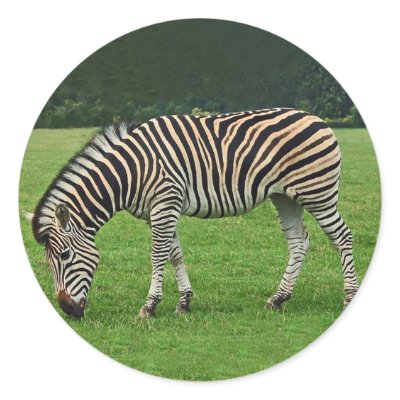 Zebra stickers by Thorninger