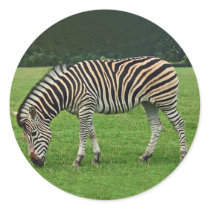 Zebra stickers by Thorninger Zebra stickers