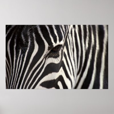 Zebra Stripe Pattern & Eye Print