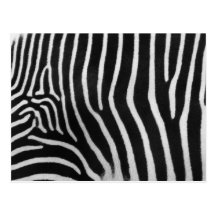 Zebra Stripe Pattern Postcard