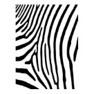 postcard - Black & white zebra stripe pattern. Available in large format sizes. postcard - Black & white zebra stripe pattern. Available in large format sizes.