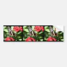 Zebra Striped Butterfly Bumper Stickers