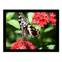 Zebra Striped Butterfly Post Cards