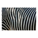 Zebra Stripes 1 posters by raptorsnaps Zebra Stripes 1 posters