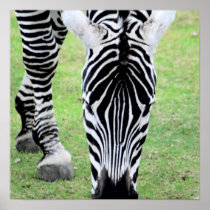 Zebra Stripes Poster Print
