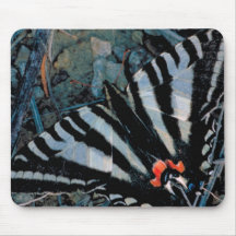 Zebra Swallowtail Butterfly Mouse Pads