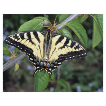 Zebra swallowtail, Ontario, Canada Flyer Design