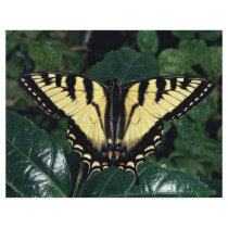 Zebra swallowtail, Ontario, Canada Personalized Flyer