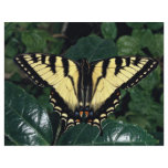 Zebra swallowtail, Ontario, Canada flyers