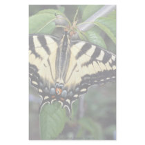 Zebra swallowtail, Ontario, Canada Stationery Design