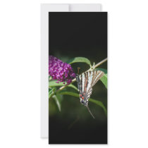 Zebra Swallowtail rack cards by MAPASUE Zebra Swallowtail rack cards
