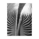 Zebra Tail postcards