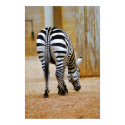 Zebra Tail posters by wwitthus Zebra Tail posters