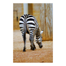 Zebra Tail posters