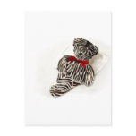 Zebra teddy post cards