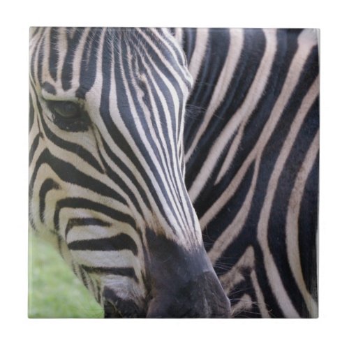 Zebra Tile