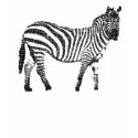 zebra t-shirts