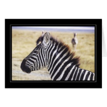 Zebra Up Close cards