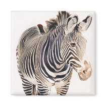 "Zebra" Watercolor Wildlife Art magnets