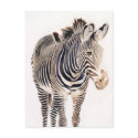 "Zebra" Watercolor Wildlife Art postcards