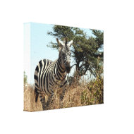 zebra wild canvas wrappedcanvas