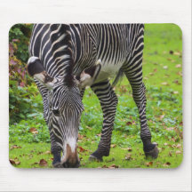 Zebra Wildlife Photo Mousepad