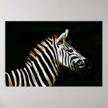 Zebra with black and white stripes in Africa posters