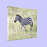 zebra young canvas prints