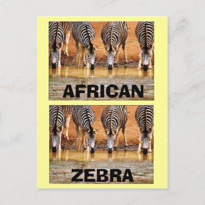 zebra species