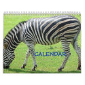 zebra, zebra, CALENDAR