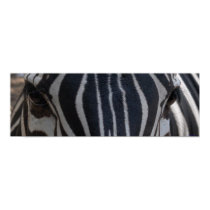 Zebra Zebra on the wall posters