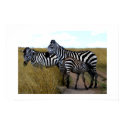 ZEBRAS AND BABY posters by ANGELHELEN ZEBRAS AND BABY posters