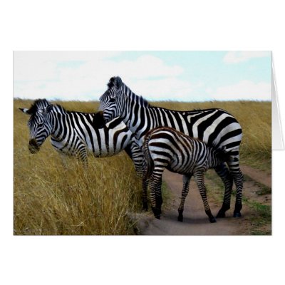 Pictures Baby Zebras on Zebras And Baby Zebra Card From Zazzle Com