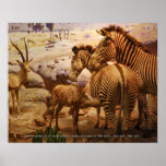 zebras at the american museum of natural history print