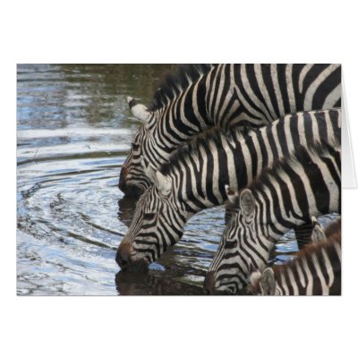 Zebras at Water - Customized Card by nonisense