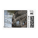 zebras at water postage