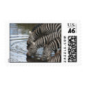 zebras at water postage