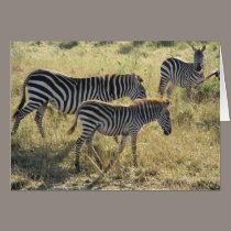 Zebras cards
