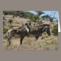Zebras cards