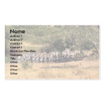 Zebras drinking business card templates