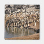Zebras drinking magnets